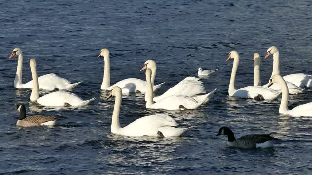 Water playing birds