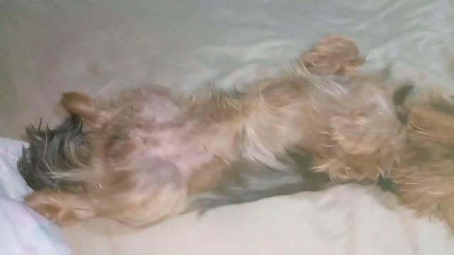 dog sleeping belly up