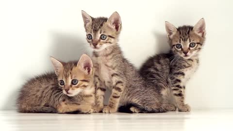 triple cuteness of cute cats