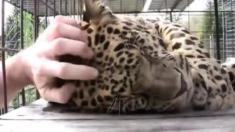 Watch This Adorable tiger being super cute and friendly !!!