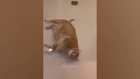 Animals Being Hilariously Stupid