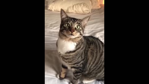 🐶😸 "Fur-tastic Funnies: A Hilarious Compilation of Animal Antics!"🐶😸