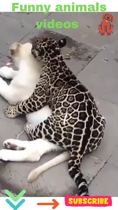funniest animals -bast video of the 2021🐶funny animals videos #9🐶