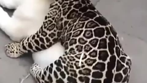 funniest animals -bast video of the 2021🐶funny animals videos #9🐶
