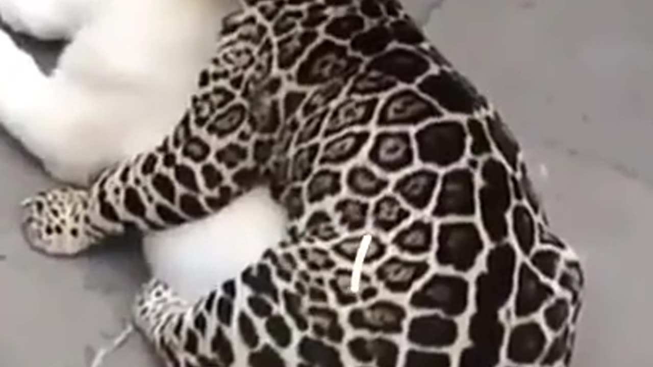 funniest animals -bast video of the 2021🐶funny animals videos #9🐶