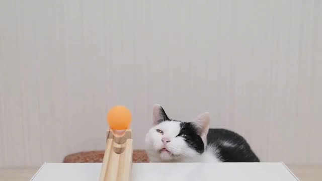 Cats and table tennis