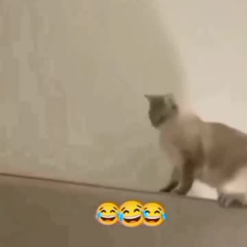 Funny Moments of Animals