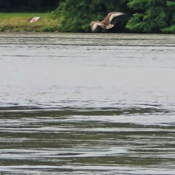 Duck in slow motion / beautiful water bird flies over a river.