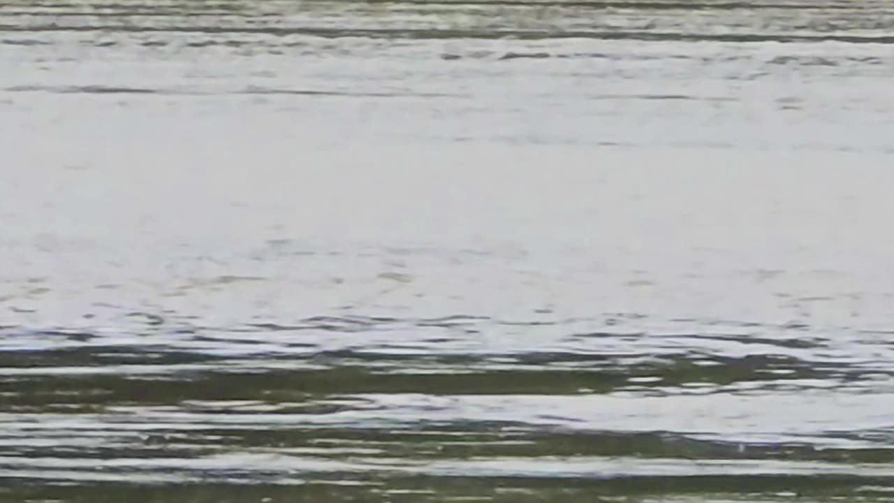 Duck in slow motion / beautiful water bird flies over a river.