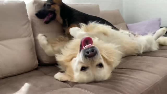 Golden Retriever and German Shepherd friendship bond