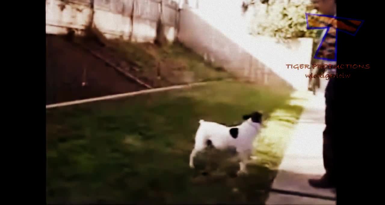 Dogs doing amazing backflips Funny and awesome dog compilation