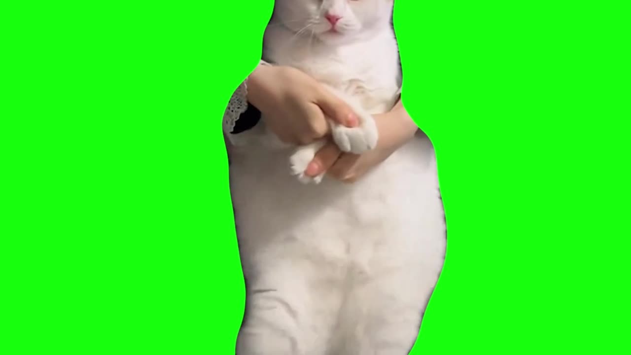 Cat Dancing to EDM | Green Screen