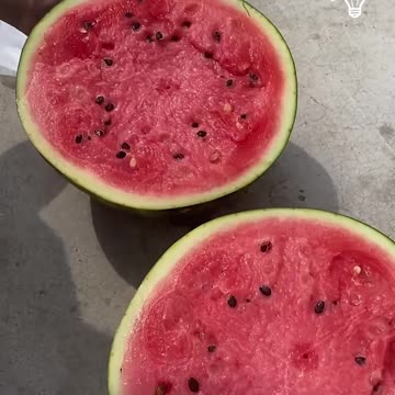 Cutting a watermelon in half!