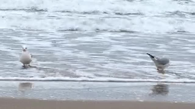 seagulls-on-beach