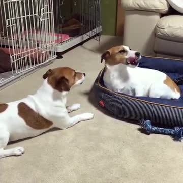 Dog steals sibling's bed, totally unfazed by angry barking