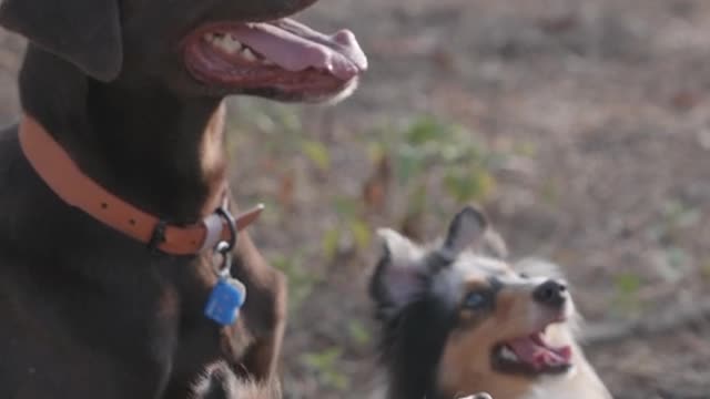 Person Feeding a Dogs