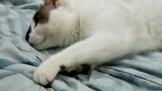 penny, cutest cat in brazil