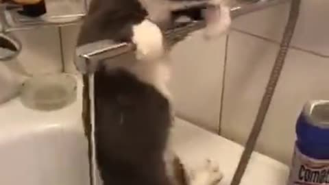 Cat water play