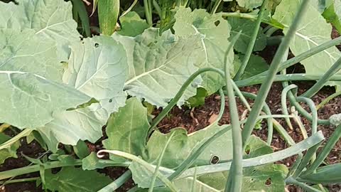 Harvesting fresh Kale