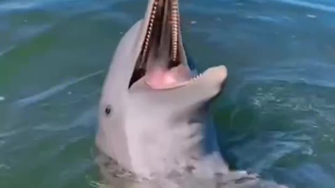 Dolphins at play