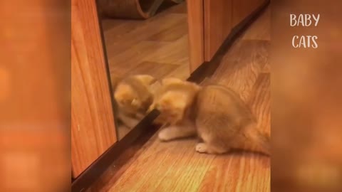 Wow So Cute Cats ♡ Best Funny Cat Video #2