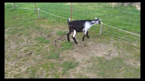 GOATS and CAT get SHOCKED by ELECTRIC fence