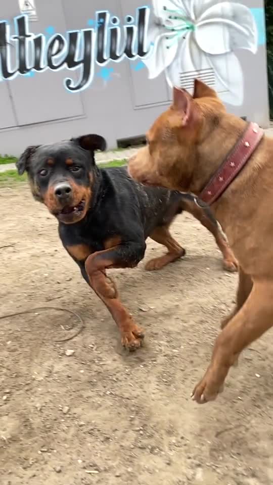 PITBULL VS ROTWAILER Who Will Win?