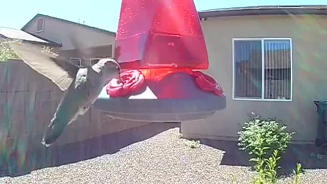 Close up look of hummingbird feeding