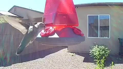 Close up look of hummingbird feeding