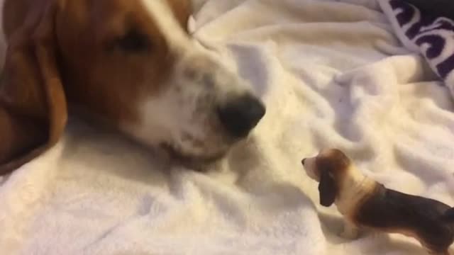 Basset hound on white blanket scared of dog toy barks