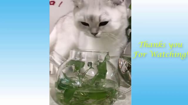 Cate cats and funny best videos compilation #short