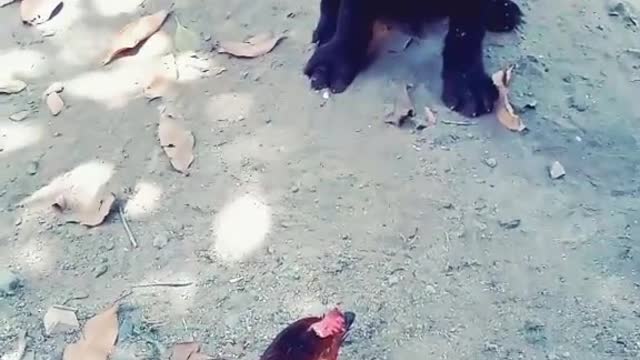 Dogs video funny dog video-cute video-sweet dog video