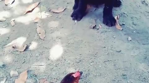 Dogs video funny dog video-cute video-sweet dog video