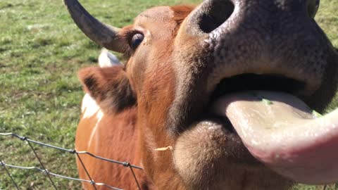 Cows meeting Pup.