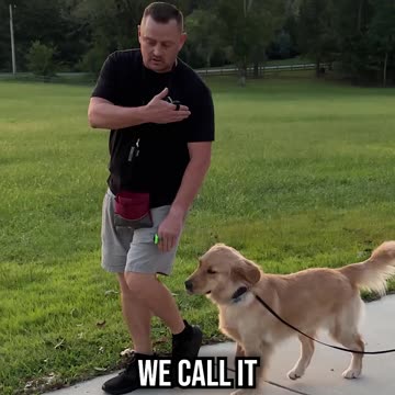 Sunny, the 1 Year Old Golden Retriever, After One Session