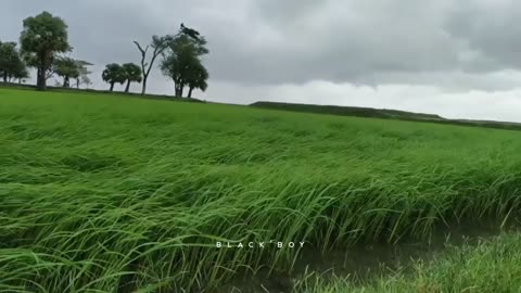 Paddy field sweet bridge, Bangladesh