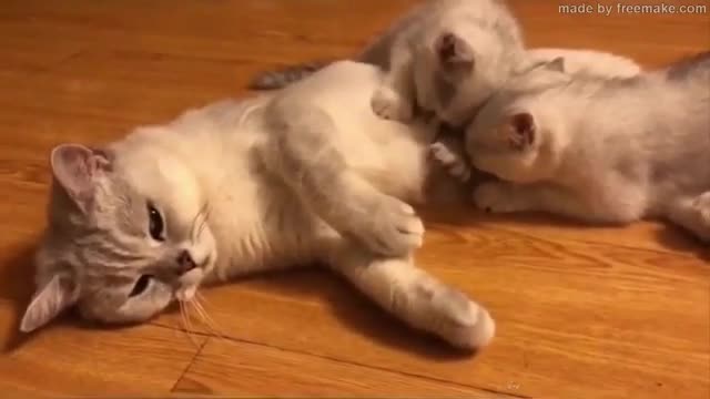 Compiled of cute and beautiful kittens #9