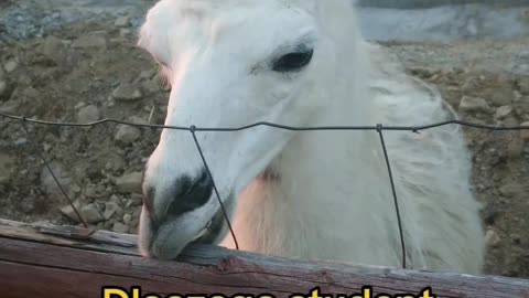 wyglądasz jak...
