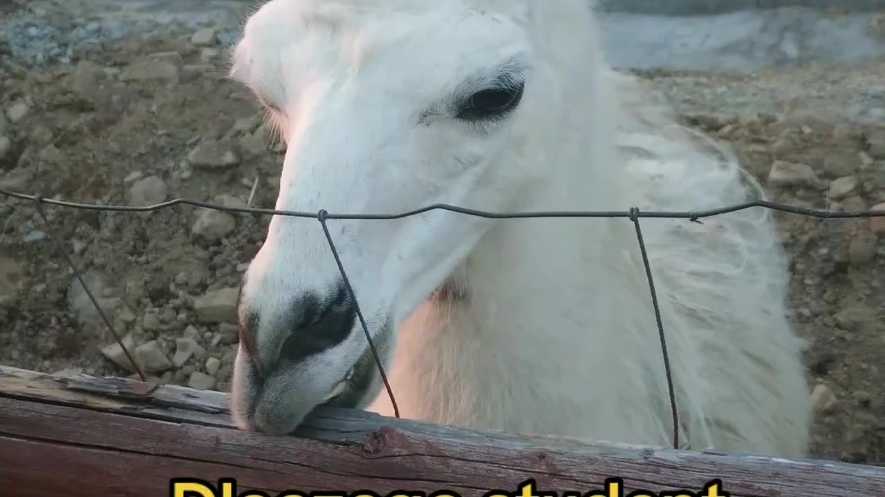 wyglądasz jak...