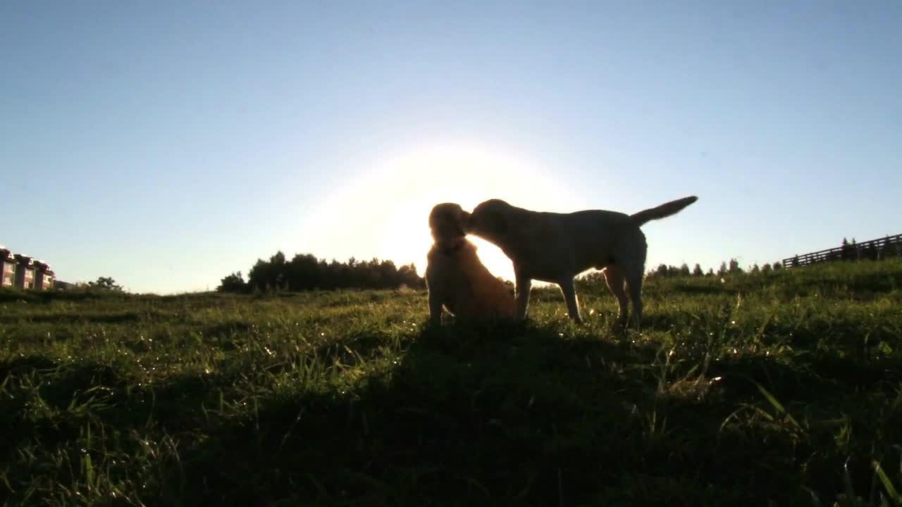 dogs have fun playing outdoors