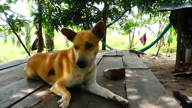 Mother dog tries to help rescuers her Newborn puppies - Amazing Pets