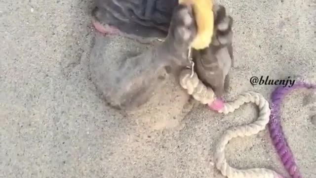 Dog Eat frozen Banana On the Beach