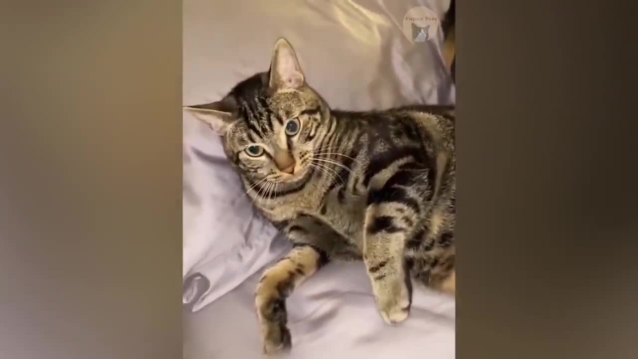 Funny Cat Reaction Videos - Angry Funny Cats - Funny Pets 2021