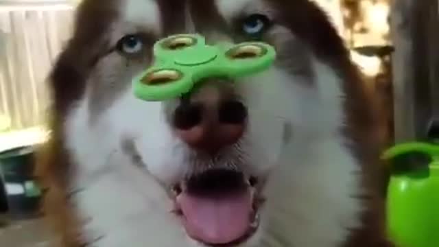 Funniest Siberian Husky Dog Videos 😁😇 Best Funny Animal Videos 2022 😺 Funny Dog Videos 2022 😁