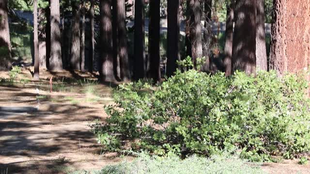 Calming Violin for Family of Black Bears