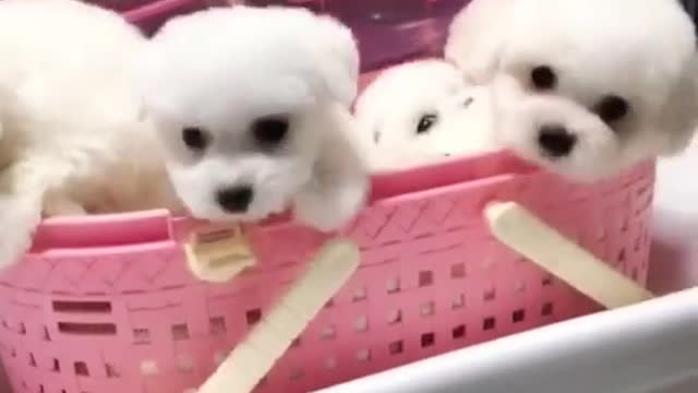 Such a cute little thing
