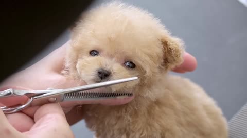 small puppy grooming for the first time