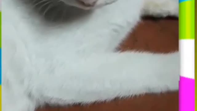 Cute cat fighting