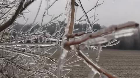 2021 Ice Storm Trees Falling Apart!