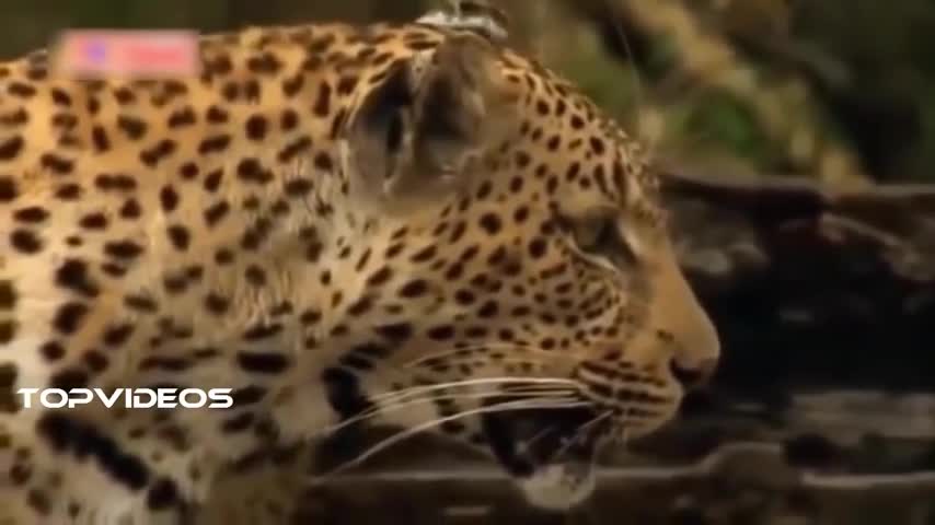 leopard vs giant python real fight